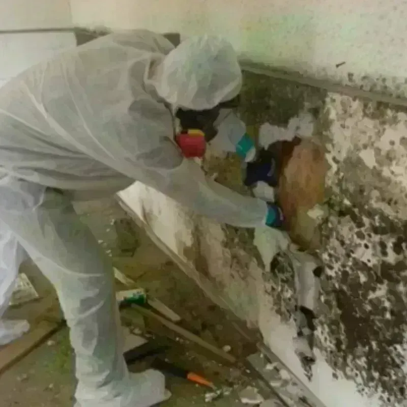 Mold Remediation and Removal in Clover, SC